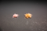 Holmiumoxideanderbiumoxidexerogels-aerogeldotorg